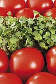 Brassicaceae Family Plants Drucke: Tomatoes and cress