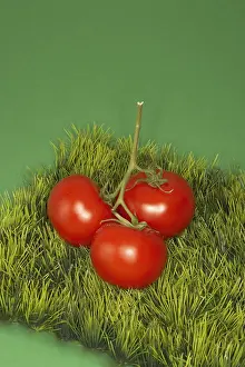 Fresh Tomato Cutout Drucke: Tomatoes on a piece of Grass