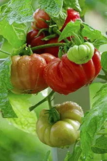 Vine Ripened Tomatoes Drucke: Tomatoes on the vine, August, Germany