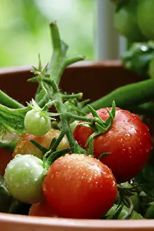 European Fruit Vegetables Drucke: Tomatoes on the vine, August, Germany