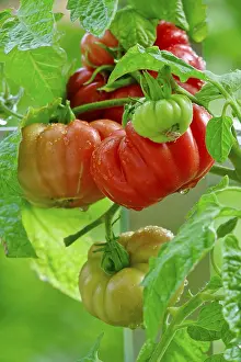 European Fruit Vegetables Drucke: Tomatoes on the vine, August, Germany