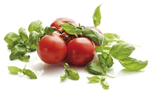 Sweet Basil Herb Drucke: Tomatoes on the vine with basil