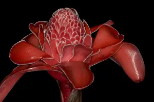 Central America Botany Drucke: Torch Ginger or Emperor's Sceptre