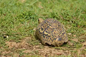 Schildkröte Drucke: Ein Schildkröte mit einem dekorativ gemusterten Panzer kriecht über grasigen Boden.