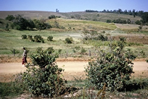 Historic City Centre Brazil Drucke: Tourist visitor walking in nature