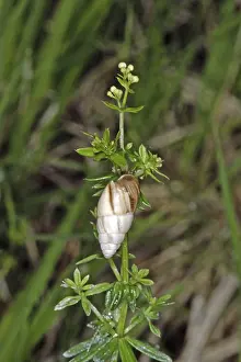 Drucke von Turmschnecke Schnecken Drucke: Turmschnecke