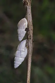Snail Shell Drucke: Tower snail