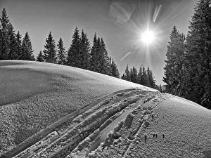 Backlit Tree Silhouette Drucke: Trace of skis in front of trees