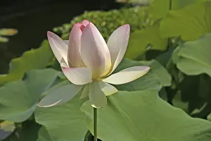 Aquatic Plant Species Drucke: Trachemys scripta elegans