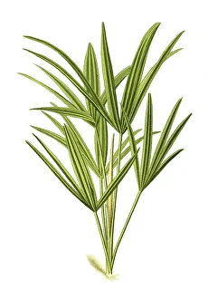 Chinese Windmill Palm Drucke: Trachycarpus excelsus, Rhapis excelsa