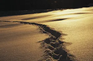 Bavaria Winter Scene Drucke: Track in deep snow at sunset