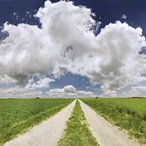 Cereal Cultivation Landscape Drucke: Track in the middle of barley and wheat fields with a cloudy sky