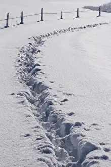 Open Air Winter Scenes Drucke: Tracks in the deep snow