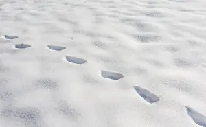 Snowy Footprints Drucke: Tracks in the snow