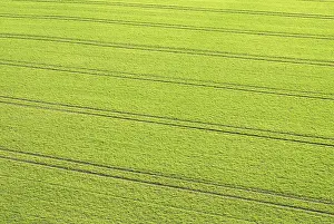 Farmland Cultivation Drucke: Tracks of a tractor in winter wheat fields