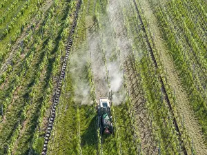 Tractor In Vineyard Drucke: A tractor pulls dust behind it as it drives through thick vines