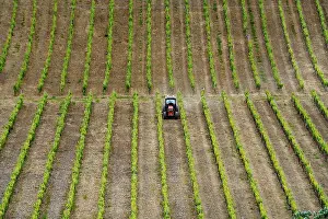 Grapevine Cultivation Italy Drucke: Tractor in vineyard in springtime