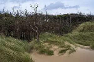 Welsh Coastline Drucke: Traeth Llanddwyn Beach, Anglesey