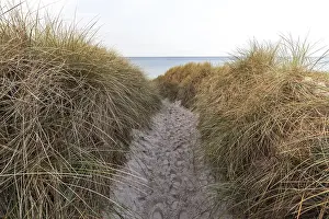 Marram Grass Drucke: Trail to the beach, Marram Grass