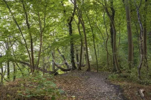 Rgen Island Nature Reserve Drucke: Trail through the beech forest on Nordperd