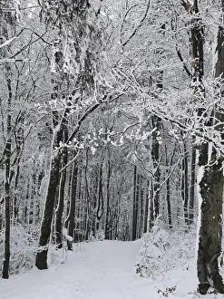 Central Europe Winter Scene Drucke: A trail in the forest covered with snow