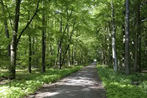 Deserted Hiking Trail Drucke: Trail, forest trail, forest, spring