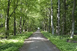 Forest Track Photography Drucke: Trail, forest trail, forest, spring