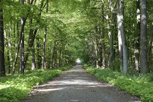 Uninhabited Beech Tree Forest Drucke: Trail, forest trail, forest, spring