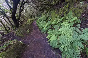 Deserted Forest Path Drucke: Trail through the laurel forest