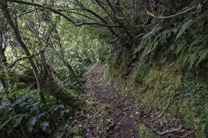 Cloud Forest Vegetation Drucke: Trail with typical vegetation in the cloud forest Foret des Makes