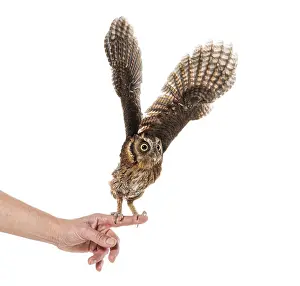 Young Wild Animal Drucke: Trained owl taking flight from human hand