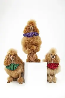 Purebred Dog Studio Photography Drucke: Three trained poodles on an isolated studio background