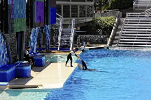 Seaworld San Diego Drucke: A trainer attends to an orca, (Orcinus orca)