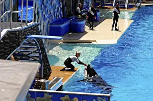 Seaworld San Diego Drucke: A trainer feeds an orca, (Orcinus orca)