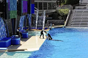 Orca Whale Drucke: A trainer guides an orca, (Orcinus orca)