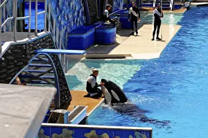 Marine Mammal Encounter Drucke: A trainer interacts with an orca at the edge of a water pool during a show
