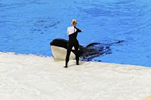 Seaworld San Diego Drucke: A trainer interacts with an orca (Orcinus orca) at the edge of a pool during a demonstration