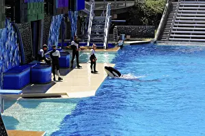 Marine Mammal Performance Drucke: Trainers perform a show withOrcas