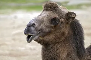 Bactrian Camel Drucke: Trampelus (Camelus bactrianus)
