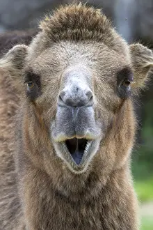 Bactrian Camel Drucke: Trampelus (Camelus bactrianus)