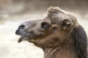 Bactrian Camel Drucke: Trampelus (Camelus bactrianus)
