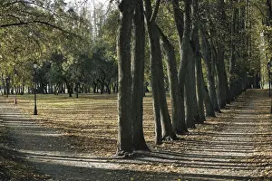 Deserted Countryside Scenery Drucke: A tranquil pathway lined with tall trees
