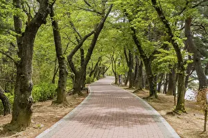 Tranquil Asian Landscapes Drucke: A tranquil pathway through a park lined with green trees
