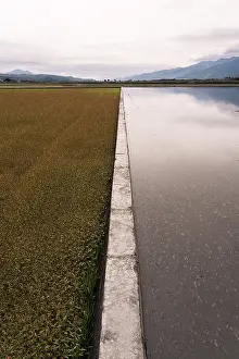 Serene Landscape Photography Drucke: A tranquil scene of Asian rice fields