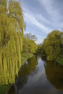 Deciduous Tree Water Reflection Drucke: Tranquil stream surrounded by weeping willows reflected in the water