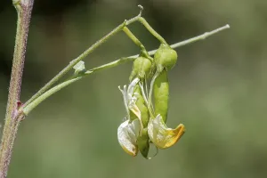 Valais Switzerland Nature Drucke: Transition from flower to fruit