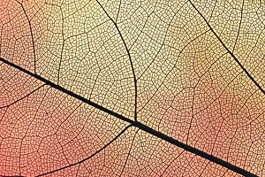Uninhabited Waterfront Scene Drucke: Transparent leaf with orange backlight