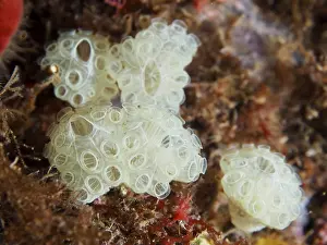 Deserted Dive Site Giens Peninsula Drucke: Transparent sea squirts with complicated structure