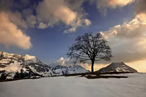 Swiss Alps Sunset Drucke: Tree in the Alpstein mountain range at sunset