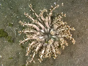 Bilder Datiert 2. August 2024: Tree anemone hellfire actinodendron arboreum